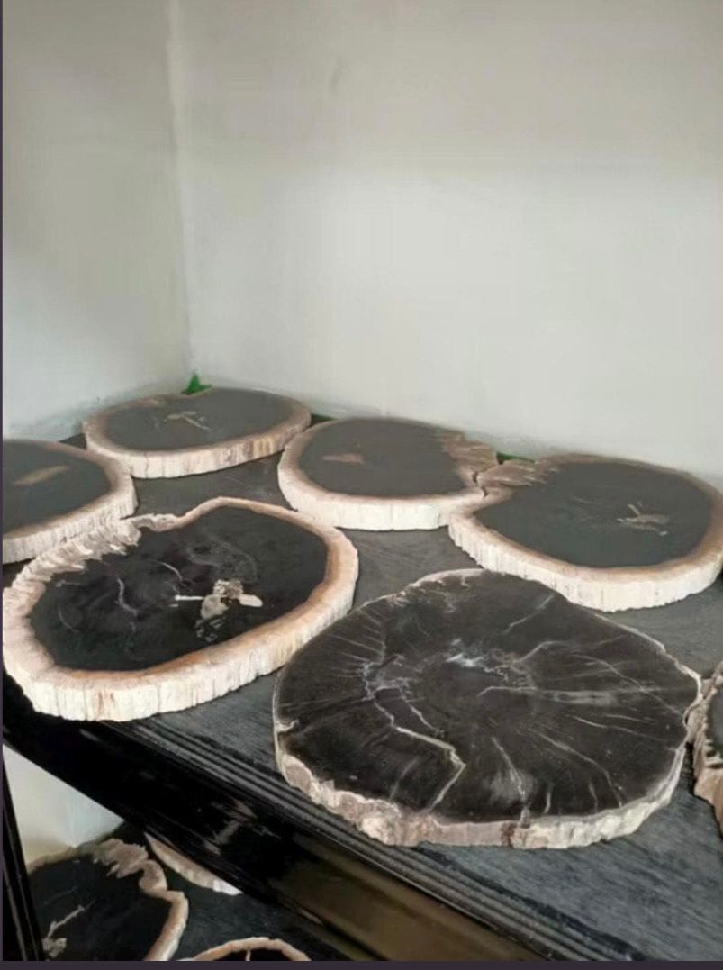 Polished Petrified Wood Slab | Natural Fossil Wood Slice | Rustic Fossilized Wood Decor | Organic Modern Home Accent | One of a Kind