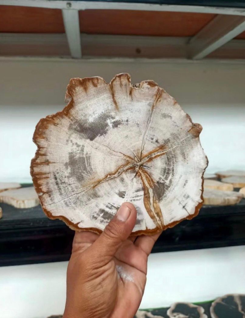 Polished Petrified Wood Slab | Natural Fossil Wood Slice | Rustic Fossilized Wood Decor | Organic Modern Home Accent | One of a Kind
