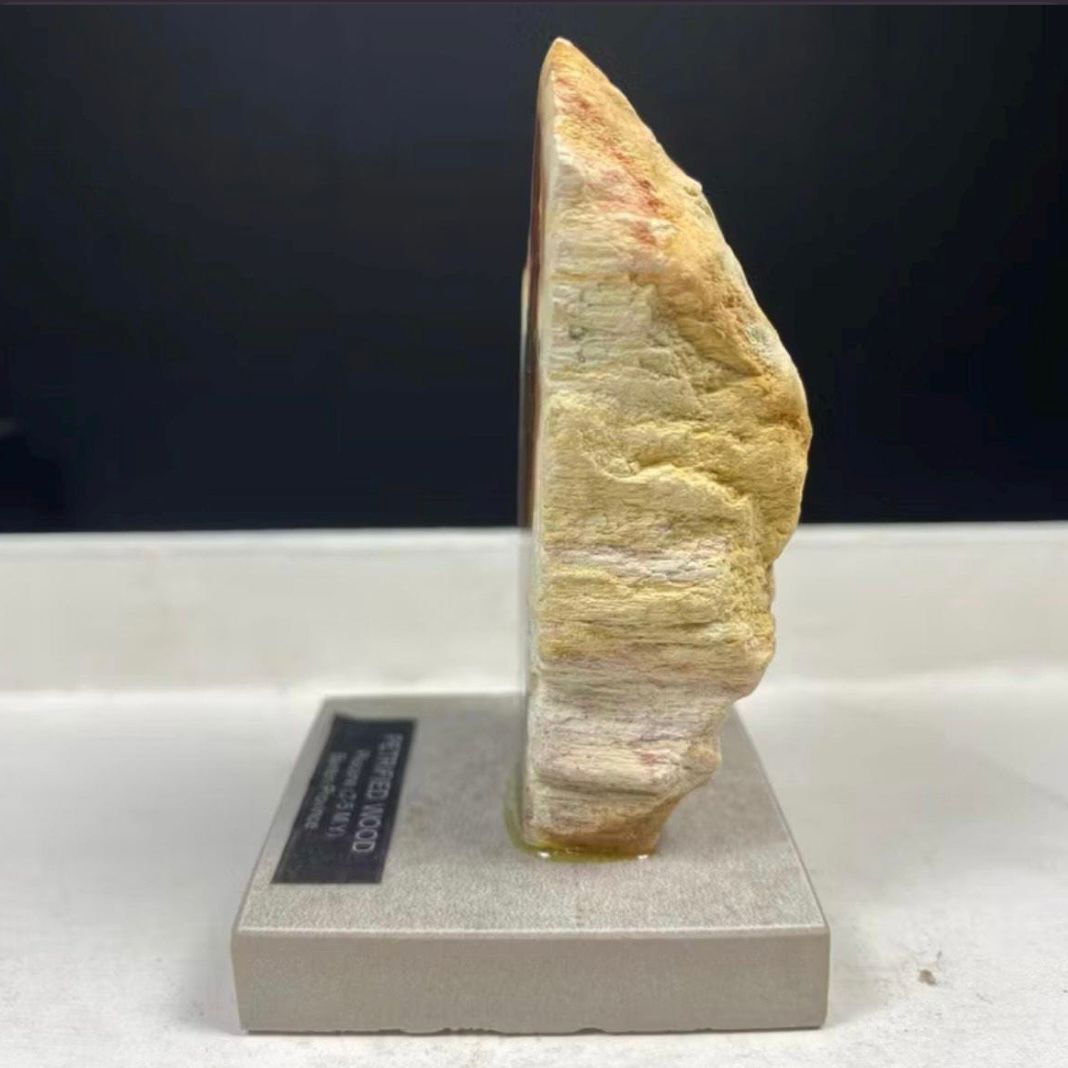 Petrified Wood Fossil on Stand – Natural Mineral Specimen, Stone Art, Unique Organic Decor, Ancient Wood Rock, Modern Home Display