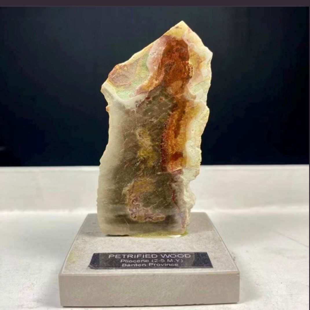 Petrified Wood Fossil on Stand – Natural Mineral Specimen, Stone Art, Unique Organic Decor, Ancient Wood Rock, Modern Home Display