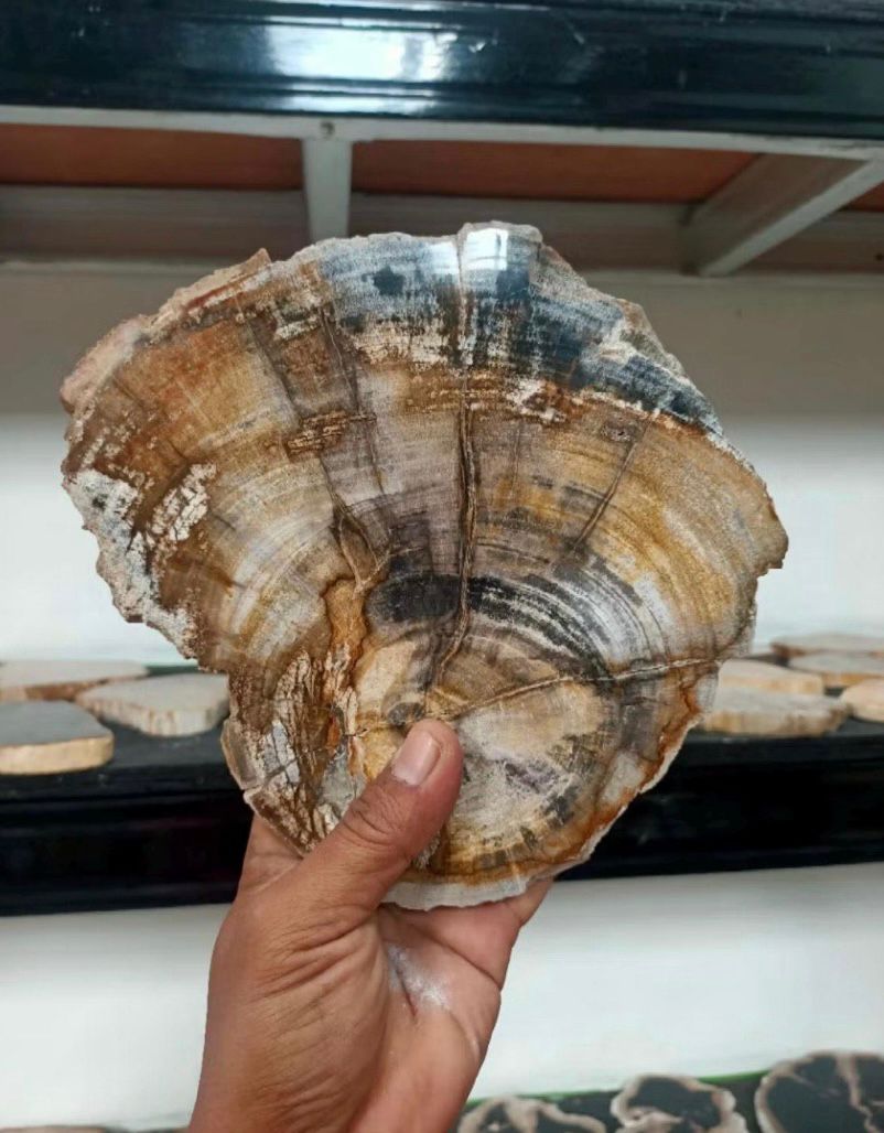 Polished Petrified Wood Slab | Natural Fossil Wood Slice | Rustic Fossilized Wood Decor | Organic Modern Home Accent | One of a Kind