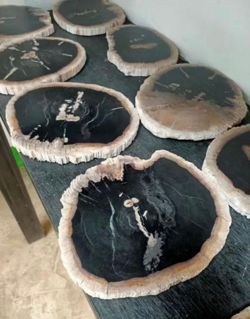 Polished Petrified Wood Slab | Natural Fossil Wood Slice | Rustic Fossilized Wood Decor | Organic Modern Home Accent | One of a Kind