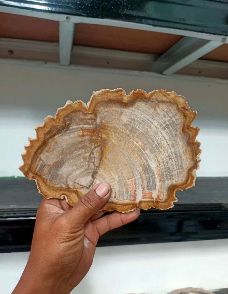 Polished Petrified Wood Slab | Natural Fossil Wood Slice | Rustic Fossilized Wood Decor | Organic Modern Home Accent | One of a Kind